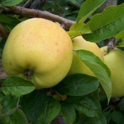 Golden Noble apple tree