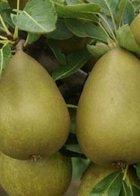 Gorham dwarf pear tree