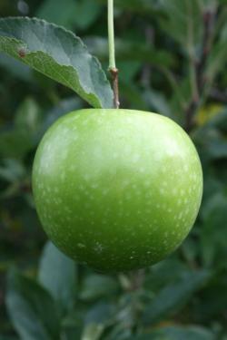 Granny Smith fan espalier