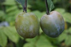 Old Fashioned Greengage
