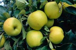 Greensleeves cordon apple tree