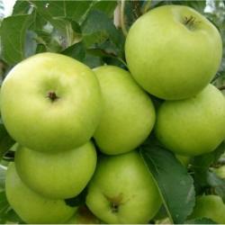 Grenadier apple tree