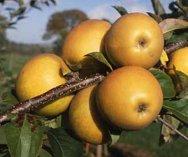 Herefordshire Russet Apple stepover