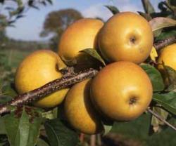 Herefordshire Russet fan espalier