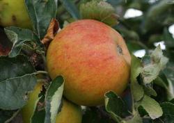 Holstein Apple trees