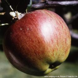 Howgate Wonder apple trees