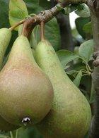 Improved Fertility dwarf pear tree