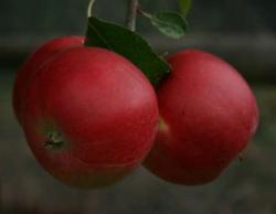 Irish Peach fan espalier