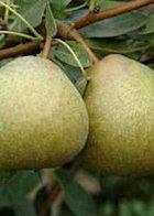 Josephine de Malines dwarf Pear