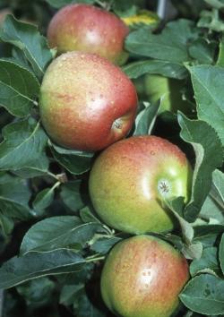 Jumbo apple tree