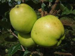 Keswick Codlin apple tree