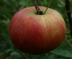 Kidds Orange red fan espalier