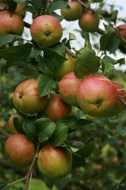 King of the Pippins apple trees