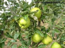 Lord Derby apple tree