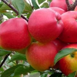 Meridian Apple trees