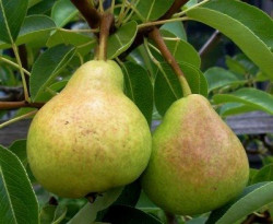 Merton Pride pear trees