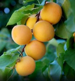 Moorpark fan apricot tree