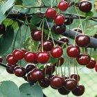 Morello cherry fan tree