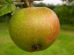 Newton Wonder apple tree