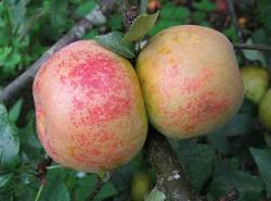 Orelans Reinette apple trees