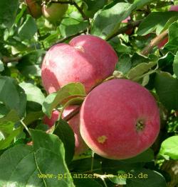 Paulared apple tree