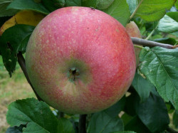 Peasgood Nonsuch apple tree