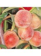 Peregrine Peach tree