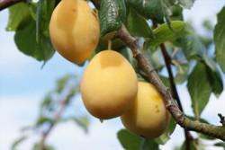 Yellow Pershore Plum tree