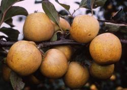 Pitmaston pineapple fan espalier