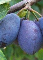 Purple Pershore Plum trees