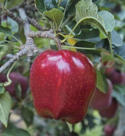 Red Delicious cordon apple trees