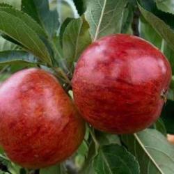 Red Ellison Apple trees