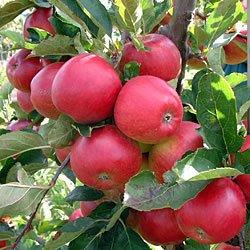 Red Falstaff apple tree