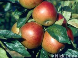 Red Pippin apple trees