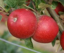 Red Windsor apple trees