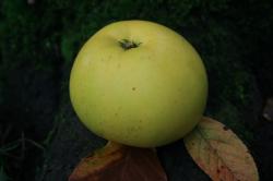 Reverend W Wilks apple trees