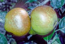 Rosemary Russet apple tree