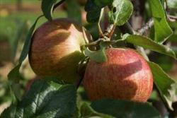 Rubinette fan espalier