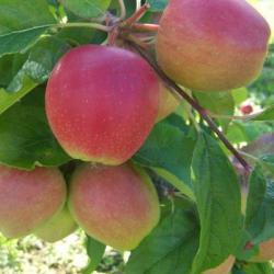 Saturn apple fan espalier