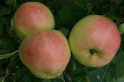 Scotch Dumpling apple tree