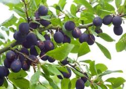 Shropshire Damson trees