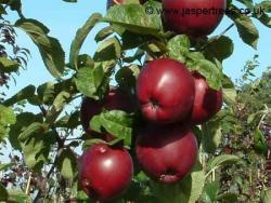 Spartan apple trees