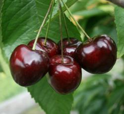 Stella dwarf Gisele cherry tree