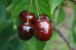 Sunburst Dwarf Gisele cherry tree