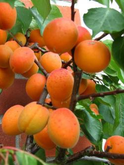 Tros Orange apricot trees