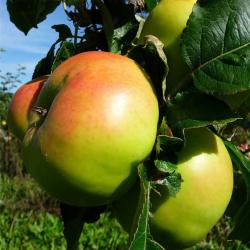 Wellington apple tree