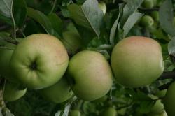 White Melrose apple tree