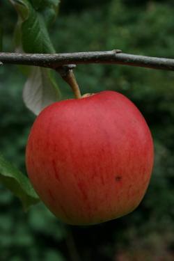 Winston apple tree