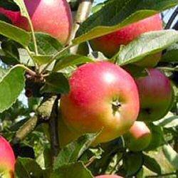 Worcester Pearmain Apple tree