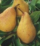 Buy Pear Trees